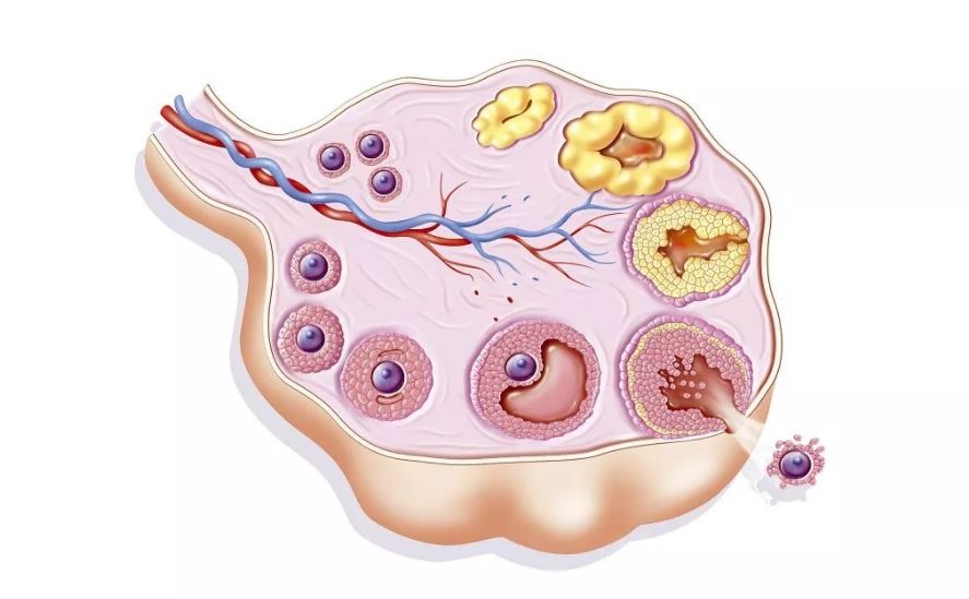 卵泡萎缩是什么原因引起的？卵泡变小多少才是萎缩？﻿